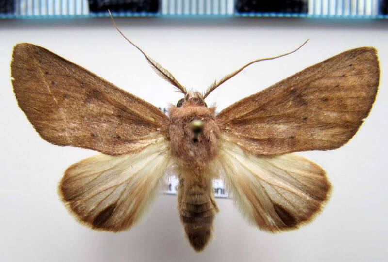 hemiceras_sp157_gf-standard.jpg
