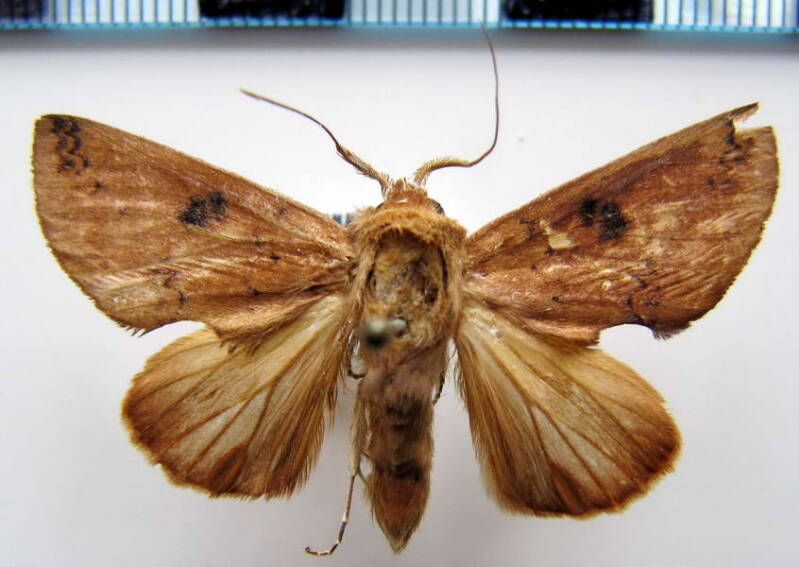 hemiceras_sp159_gf-standard.jpg