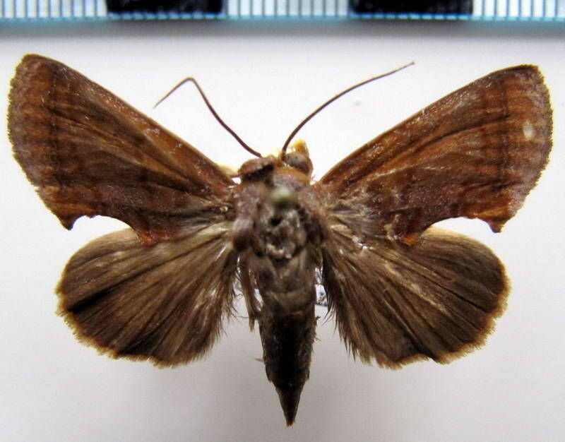hemiceras_sp161_eq-standard.jpg
