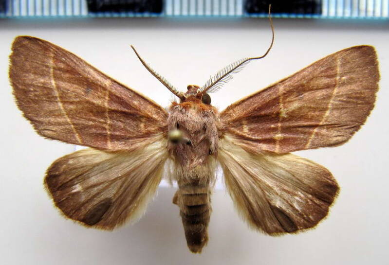 hemiceras_sp163_gf-standard.jpg