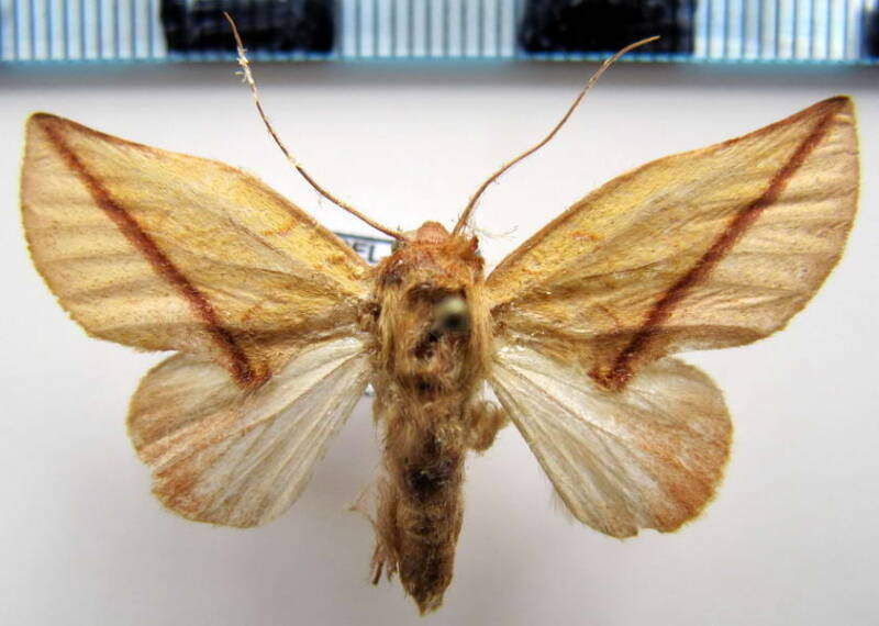 hemiceras_sp164_gf-standard.jpg