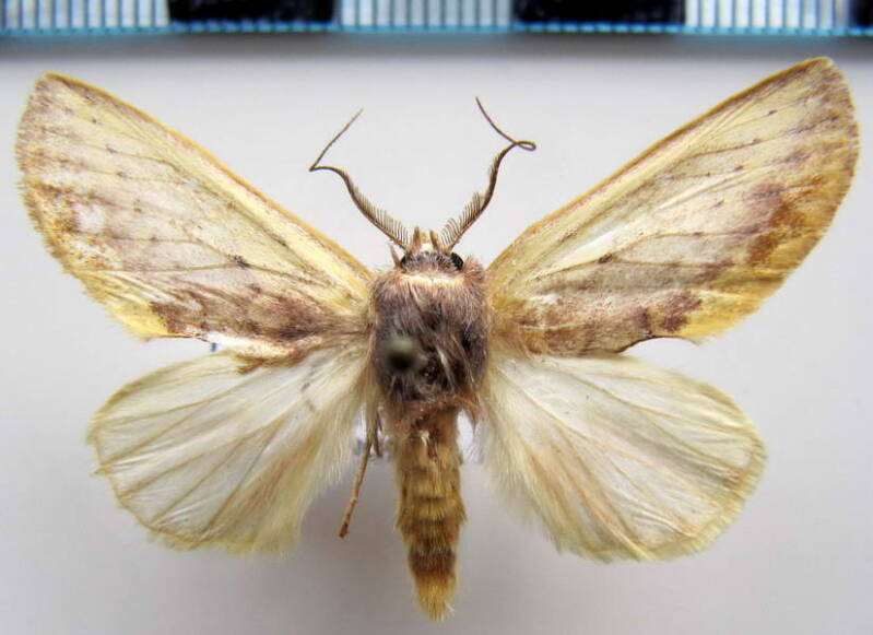 hemiceras_sp167_eq-standard.jpg