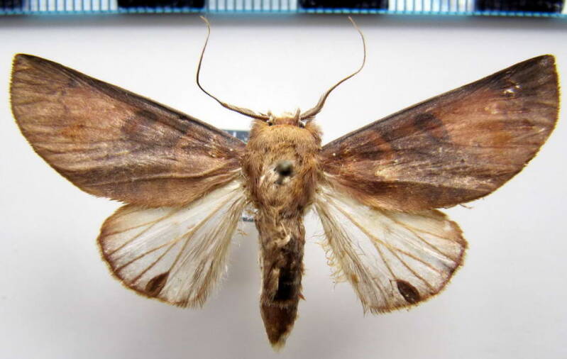 hemiceras_sp169_gf-standard.jpg