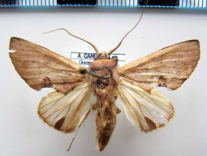 hemiceras_sp170_gf-standard.jpg