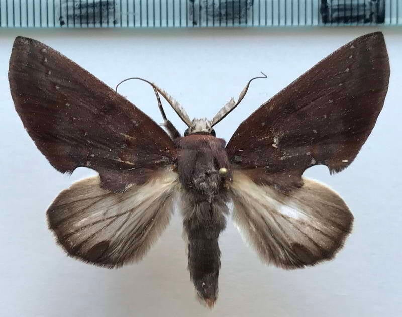 hemiceras_sp467_m_eq-standard.jpg
