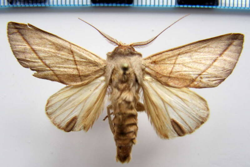 hemiceras_sp84_m_gf-standard.jpg