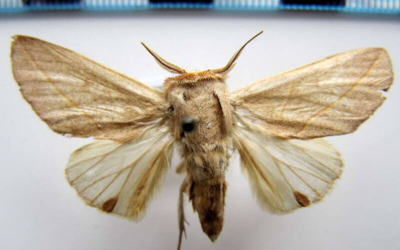 hemiceras_sp86_m_gf-standard.jpg