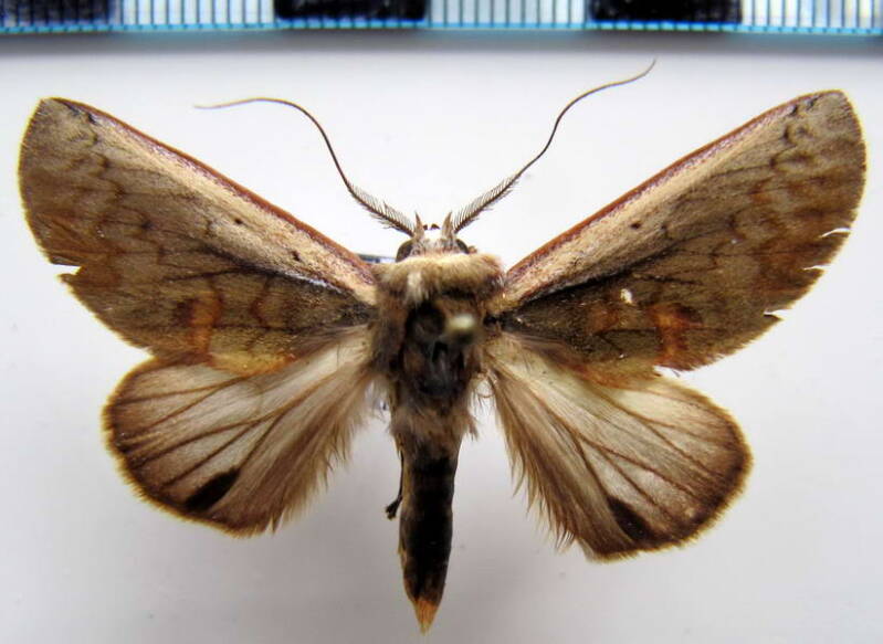 hemiceras_sp87_m_gf-standard.jpg