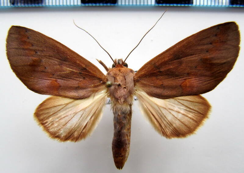 hemiceras_sp88_f_gf-standard.jpg
