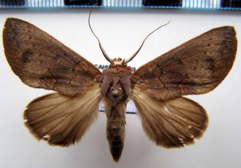 hemiceras_sp91_eq-standard.jpg