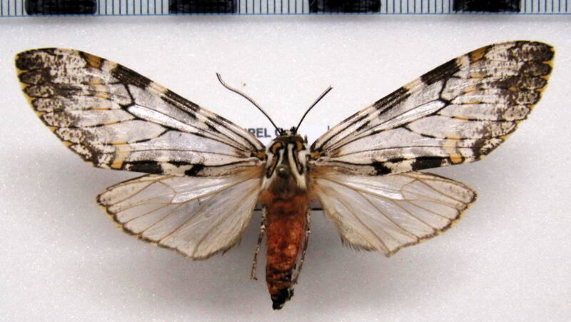 hemihyalea_fulvizonata01_bolivie-standard.jpg