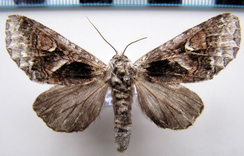 hemipecteros_lunula_f_gf-standard.jpg