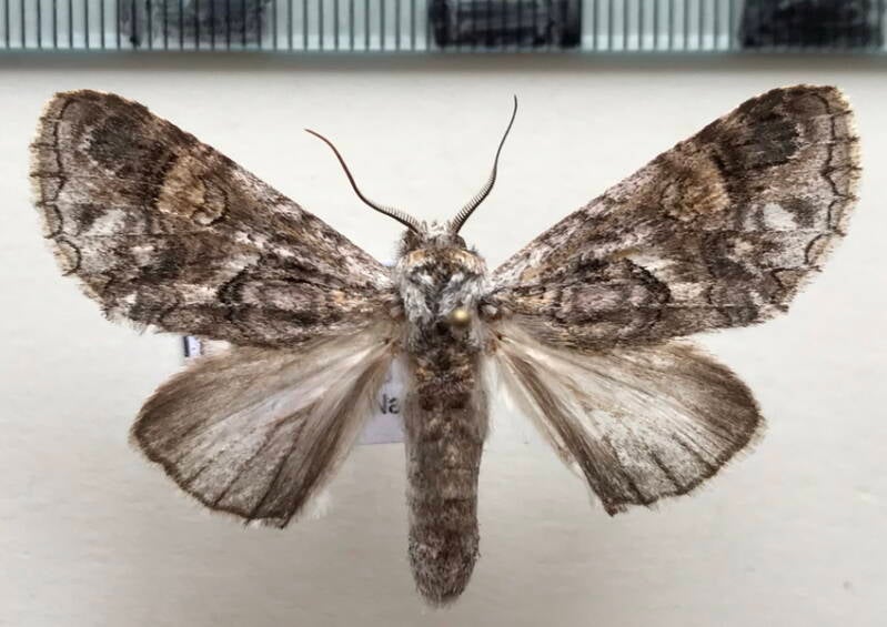 hemipecteros_sp390_m_eq-standard.jpg