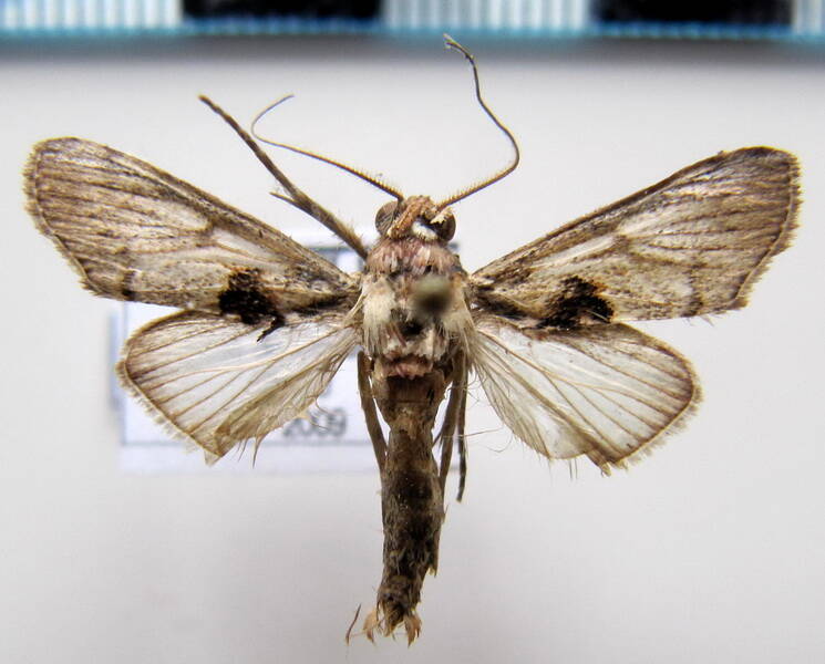 hemipecteros_sp_gf-standard.jpg