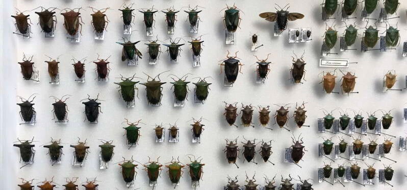 Hemiptera Amérique du sud