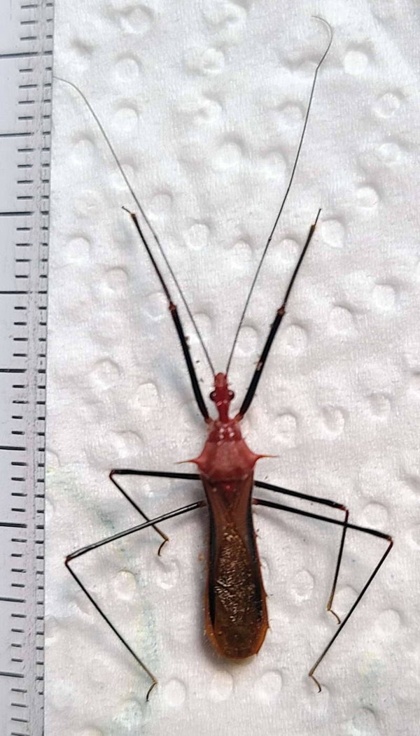 Hemiptere sp 1060  Equateur