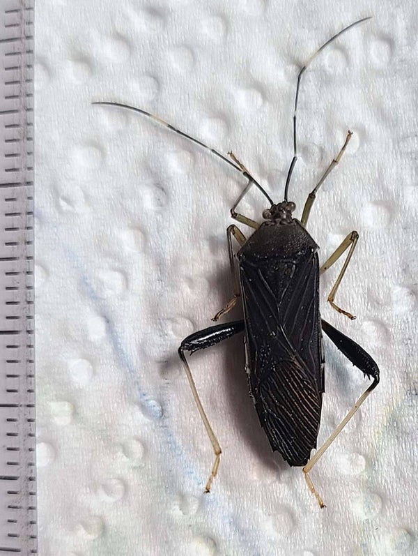 Hemiptere sp 551  femelle  Equateur