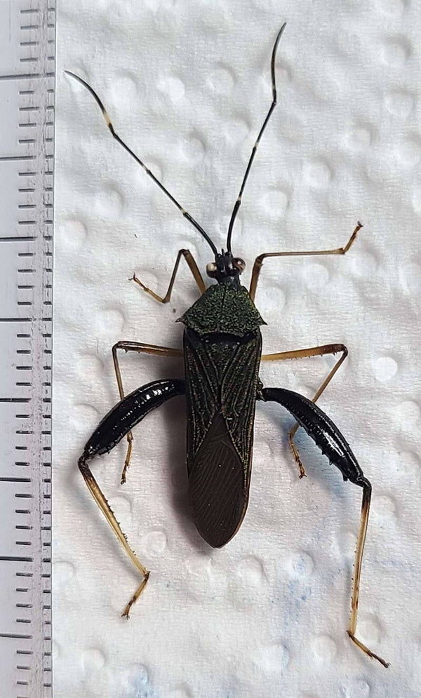 Hemiptere sp 551 mâle  Equateur