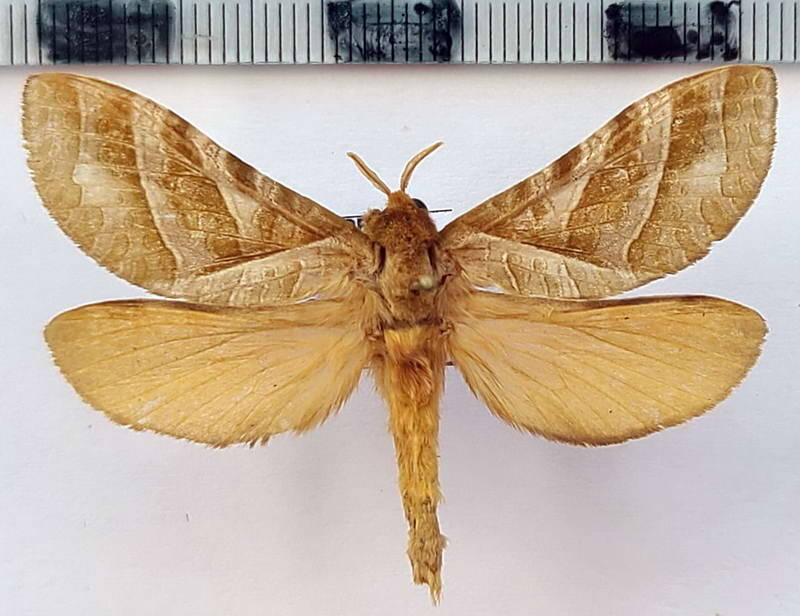 hepialidae_sp37_m_eq-standard-7metnh.jpg