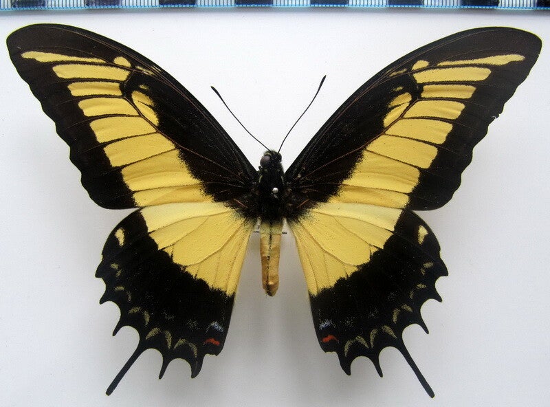 Heraclides androgeus mâle A1-  Equateur