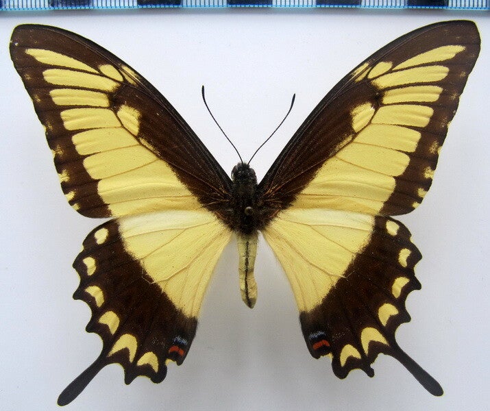 Heraclides astyalus mâle A1-  Equateur