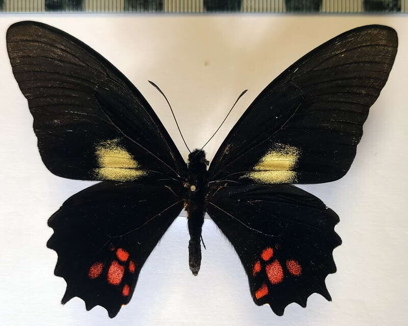 Heraclides isidorus mâle A1-  Equateur