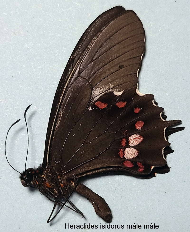 heraclides_isidorus_m_per_v-standard.jpg
