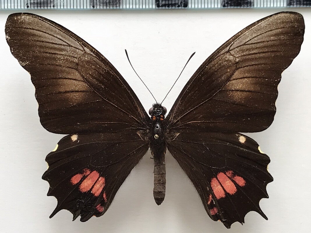 Heraclides isidorus mâle A1-  Pérou