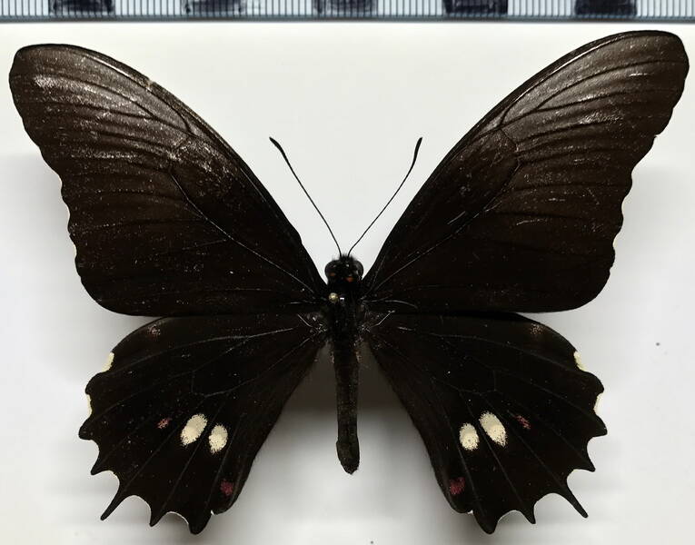 heraclides_isodorus_flavescens_m_eq-standard-qzqhgb.jpg