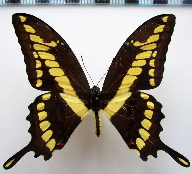 heraclides_thoas_brasiliensis_m_bresil_2-standard.jpg