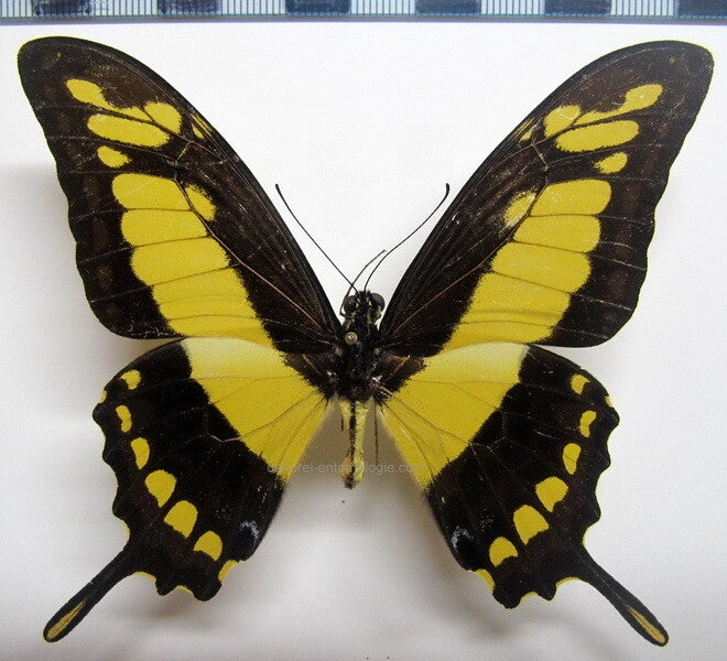 Heraclides thoas mâle A1-  Pérou