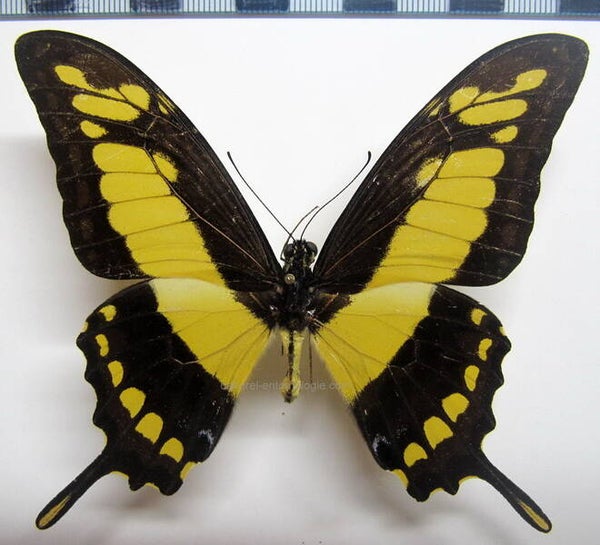 Heraclides thoas mâle A1-  Pérou