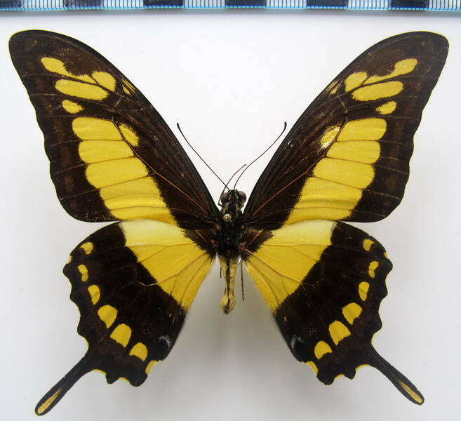 heraclides_thoas_cyniras_m_bres-standard-64zk0i.jpg