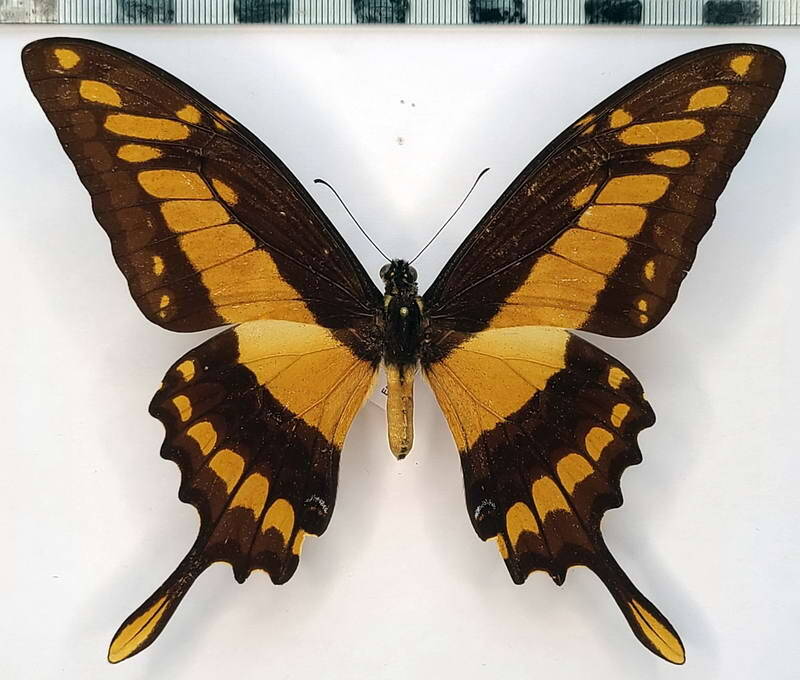 heraclides_thoas_cyniras_m_vnz-standard.jpg
