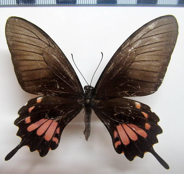 heraclides_torquatus_f_bresil-standard.jpg