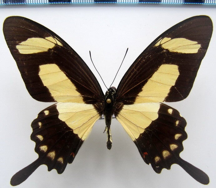 Heraclides torquatus mâle A1-  Pérou