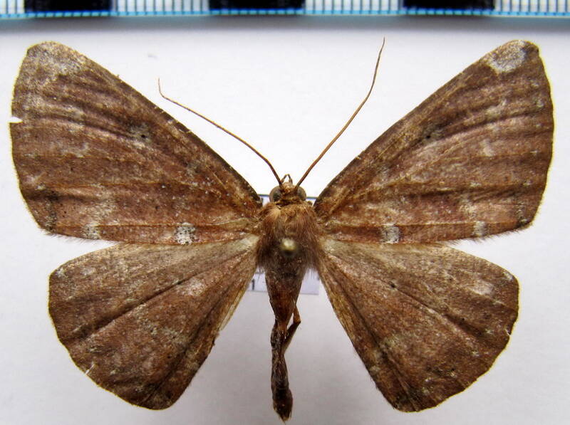 herbita_capnodiata_eq-standard.jpg
