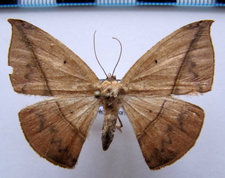 herbita_cyclopeata_01_gf-standard.jpg
