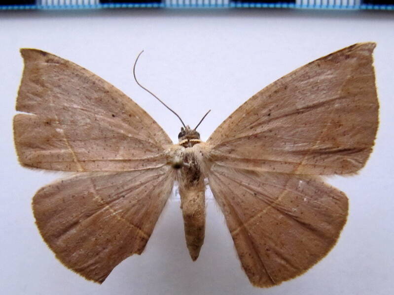 herbita_cyclopeata_02_gf-standard.jpg