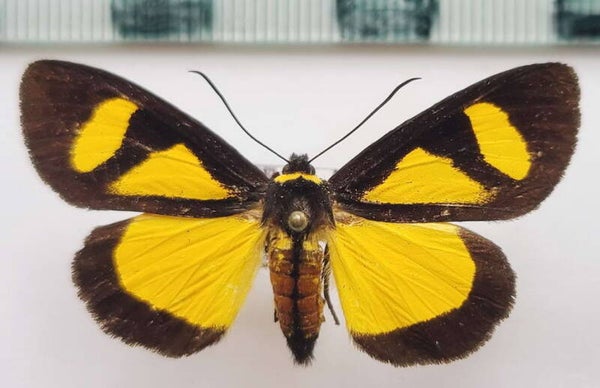 Hesperidae sp 947  mâle A1- Equateur