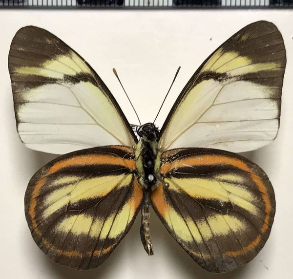 Hesperocharis hirlanda apicalis mâle A1-  Equateur
