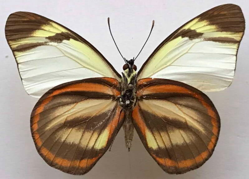 hesperocharis_hirlanda_ninguida_m_per_v-standard.jpg