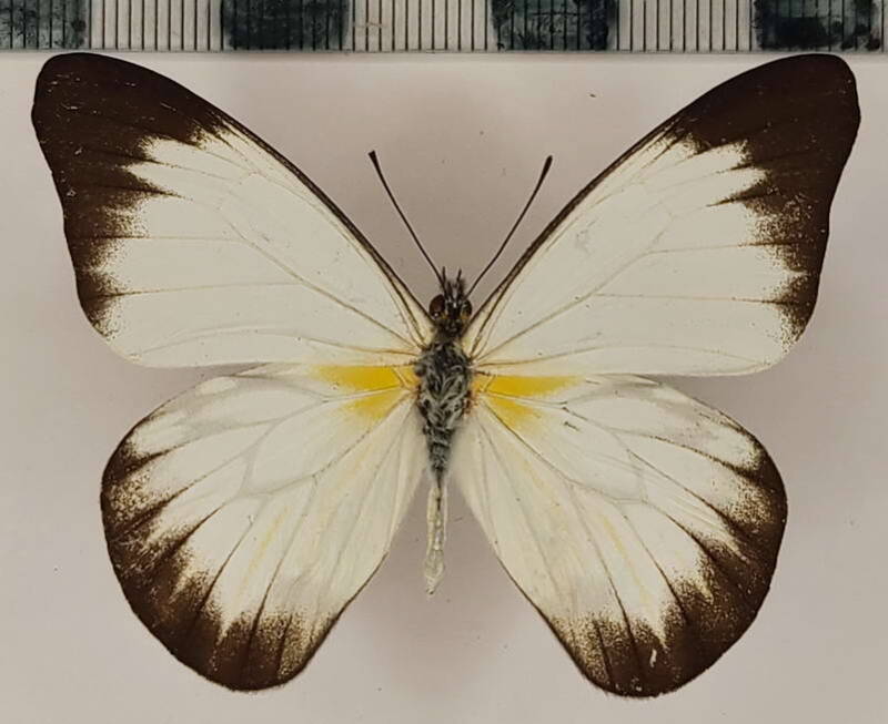 hesperocharis_nera_amazonica_m_eq-standard.jpg