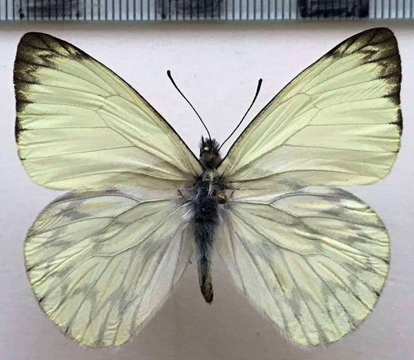 Hesperocharis nereina mâle A1-  Equateur