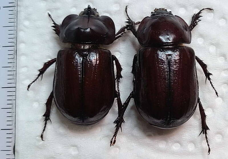 heterogomphus_curvicornis-couple_Equateur