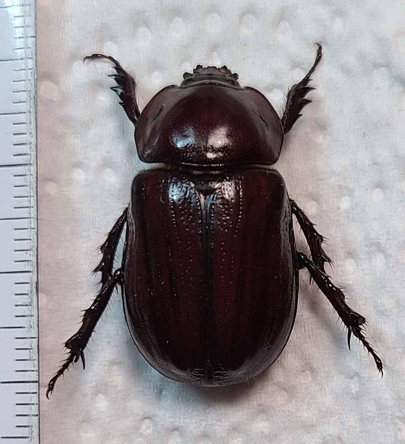 heterogomphus_curvicornis_f_Equateur