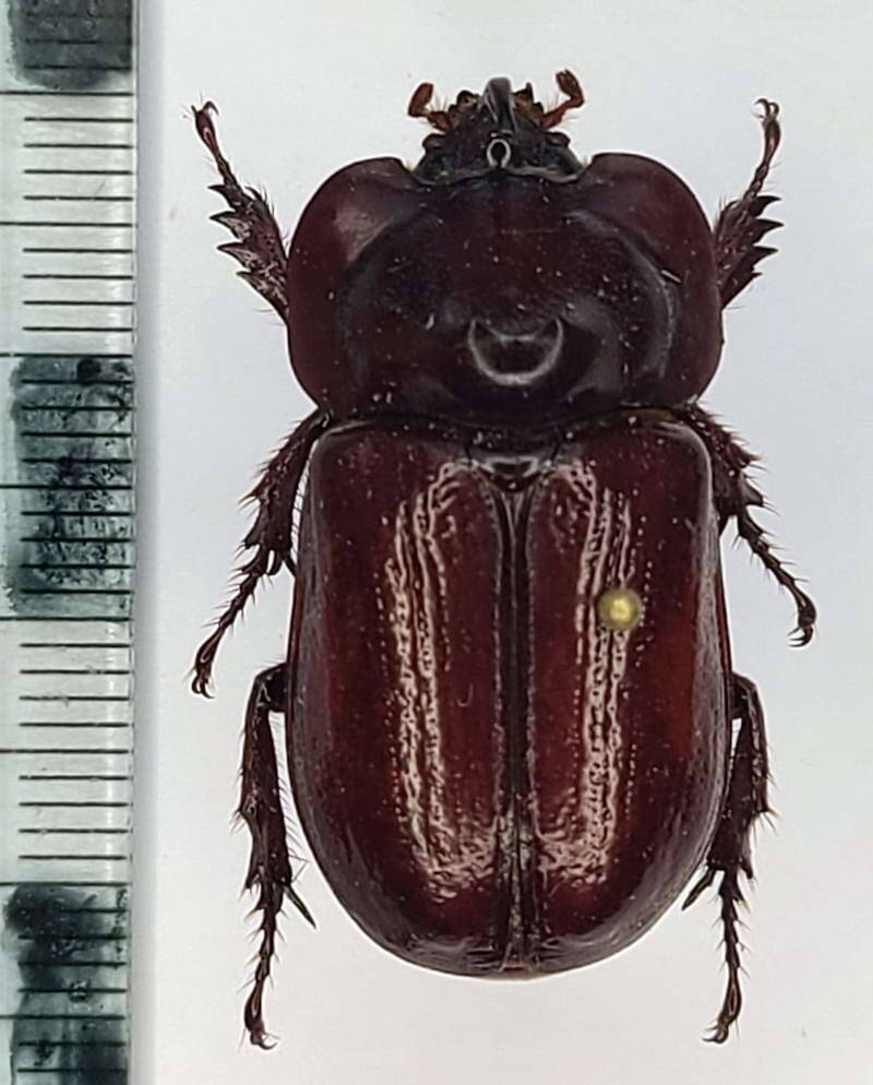 heterogomphus_curvicornis_m-Equateur
