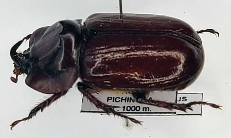 heterogomphus_curvicornis_m_Equateur