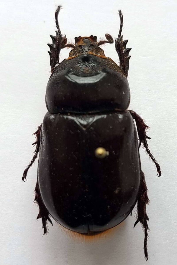 Heterogomphus sp 1191 Guyane fr