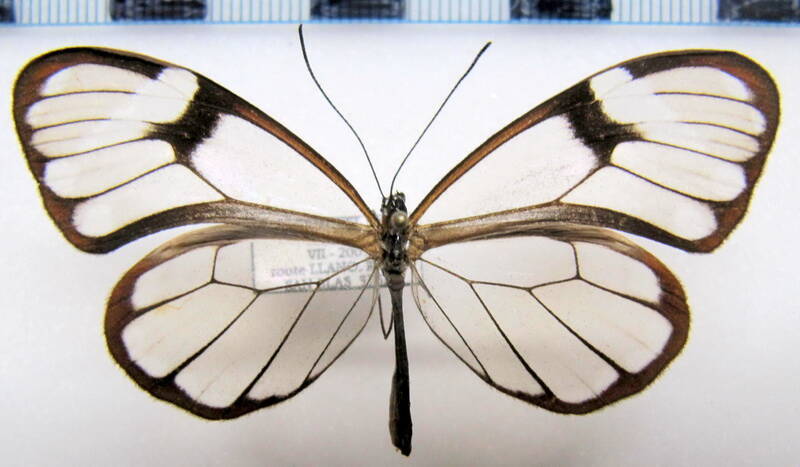 heterosais_guilia_cadra_m_panama-standard.jpg